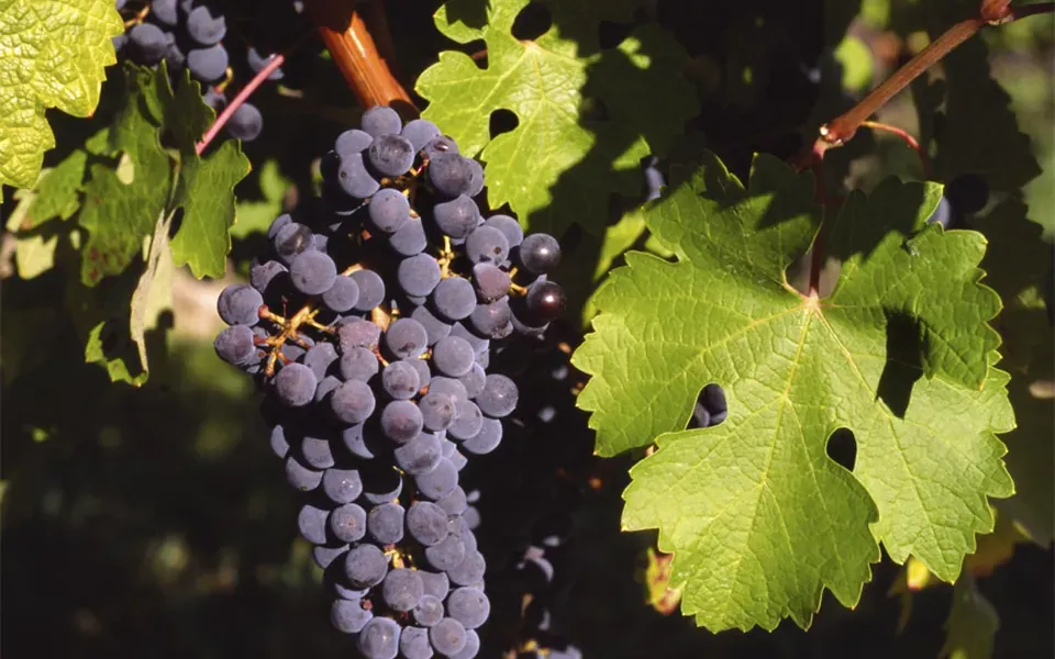 Vigne, photographie de la plante