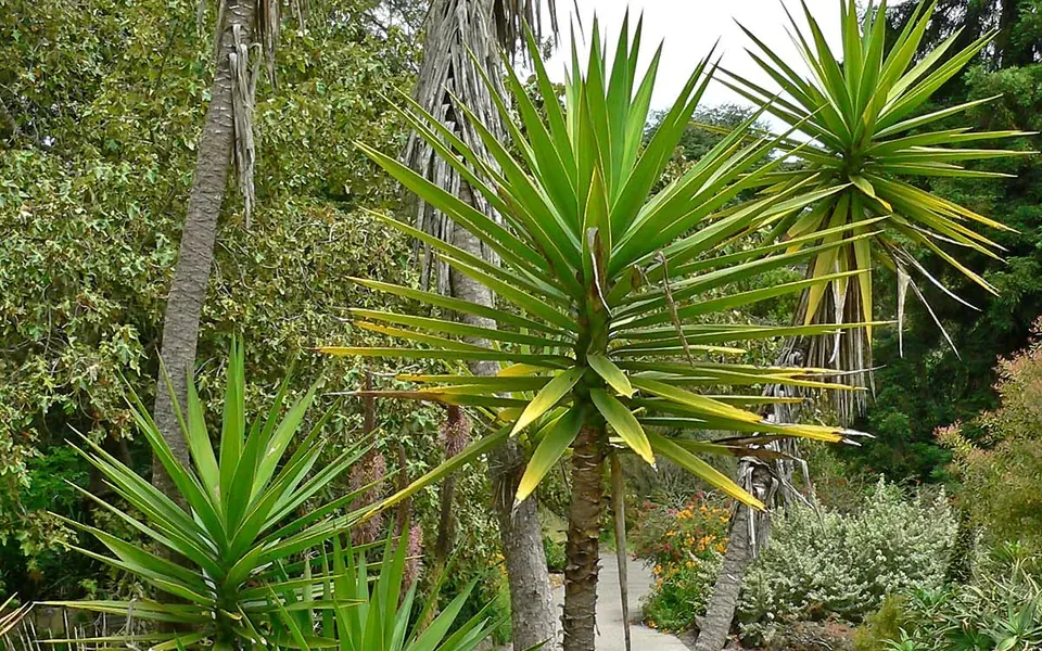 Yucca, photographie de la plante