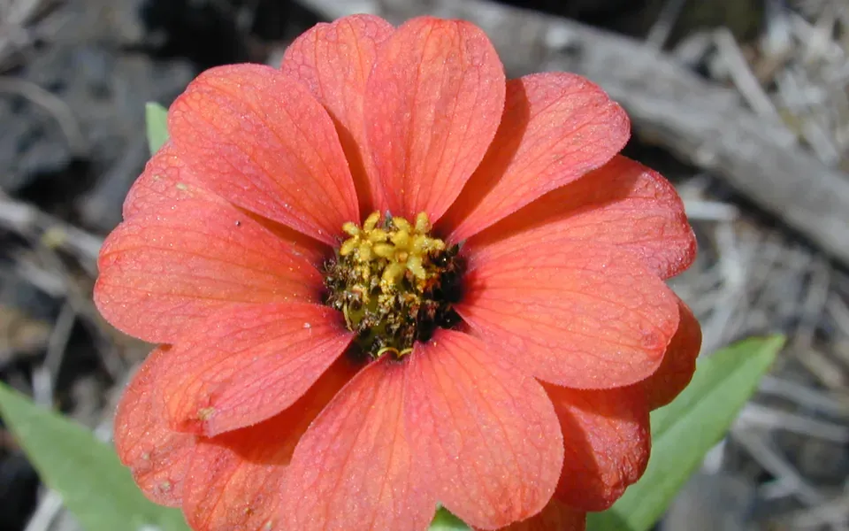 Zinnia, photographie de la plante