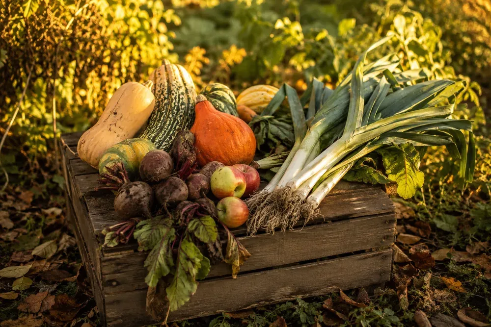 Récolte d'automne dans une cagette de bois : courges, poireaux, pommes et betteraves