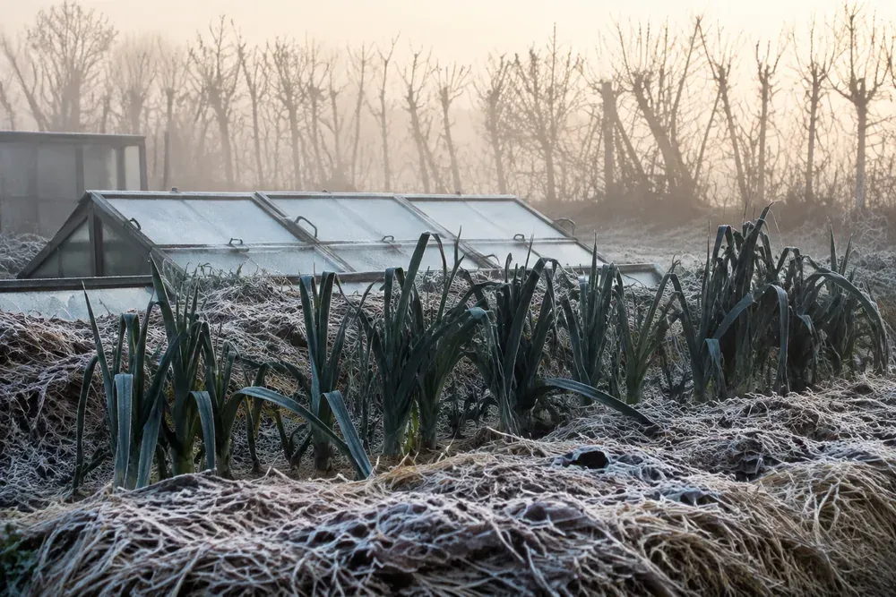 Potager givré au petit matin, châssis vitré et poireaux dans la brume